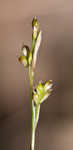 Bristleleaf sedge